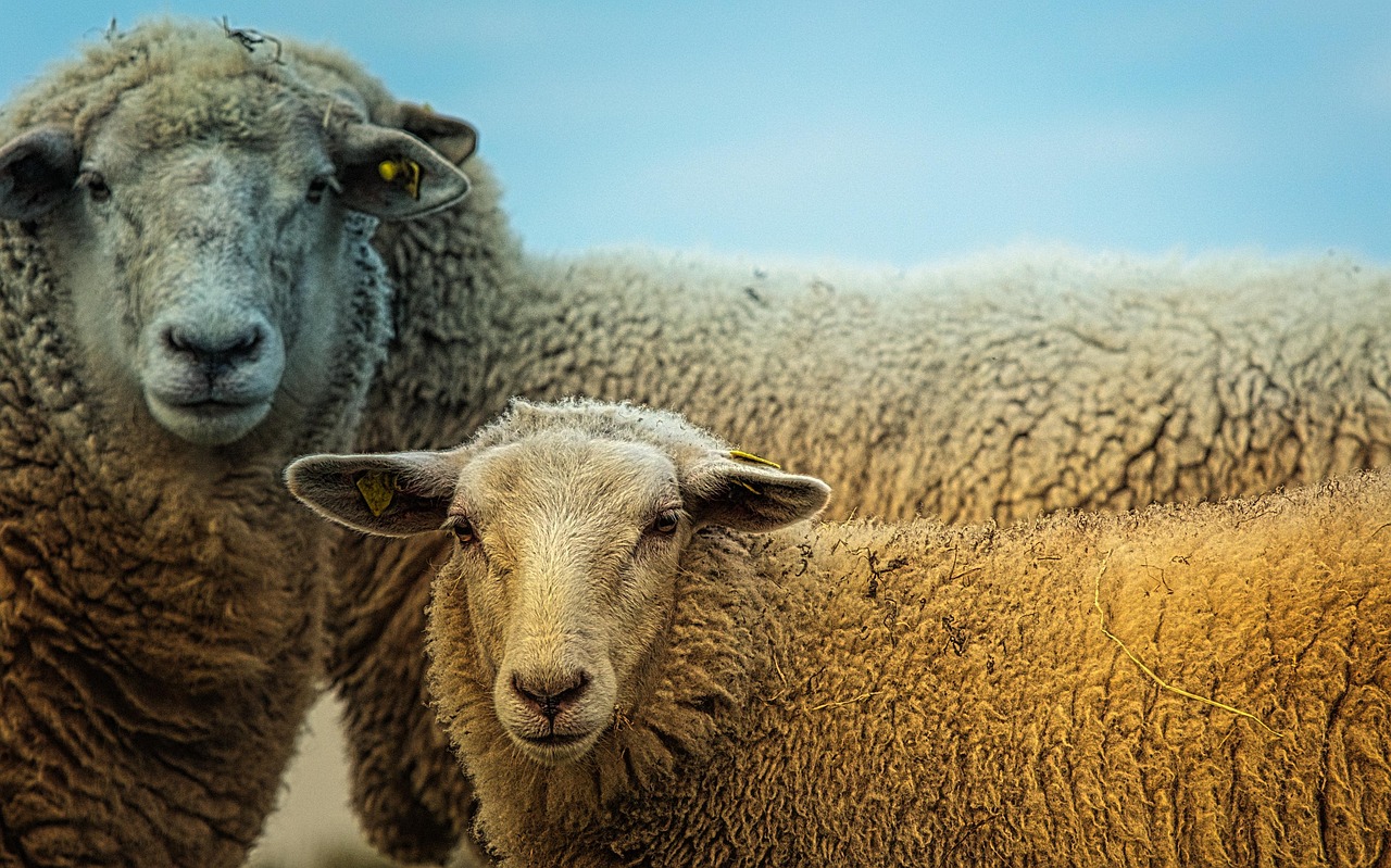 Horóscopo Aries: Características, Personalidad, Compatibilidad y Previsiones del Signo